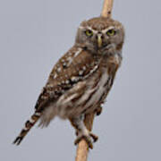 Pearl-spotted Owlet Poster