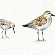 Pebbles And Sandpipers I No Words Border Poster