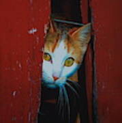 Peek A Boo Kitty Poster