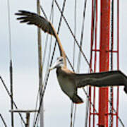 Pelican And Masts Poster