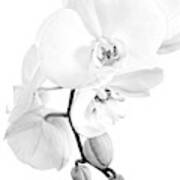 Perfect Black And White Orchid Poster
