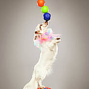 Performing Dog Balancing Balls On Nose Poster