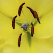 Petals, Stigma And Anthers Of A Yellow Lily Poster