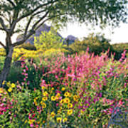 Phoenix Botanical Gardens Poster