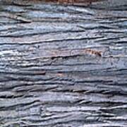 Photography Of Wood Grain, Close Up Poster