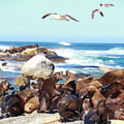 Picture Of Sea Lion And Seagull Poster