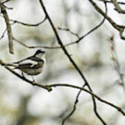 Pied Flycatcher Poster