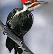 Pileated Woodpecker Poster