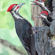 Pileated Woodpeckers Poster