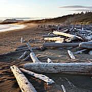 Piles Of Driftwood On Wickaninnish Bay Poster