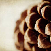 Pine Cone Poster