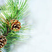 Pine Cone On Fir Tree Brunch Under Snow Poster