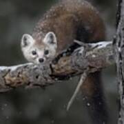 Pine Marten Poster