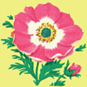 Pink And White Flower Poster