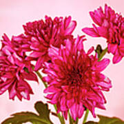 Pink Chrysanths Poster