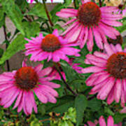 Pink Cone Flowers Poster