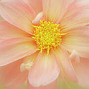 Pink Dahlia Flower Poster