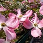 Pink Dogwood Blooms Poster