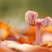 Pink Fungi Poster