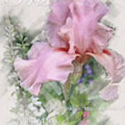 Pink Iris Graphic Poster