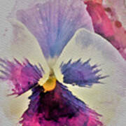 Pink Pansy Poster
