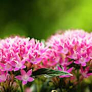 Pink Pentas Flowers Poster