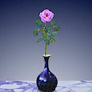 Pink Perpetual Rose In Vase Poster