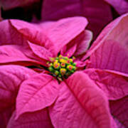 Pink Poinsettia Poster
