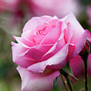 Pink Rose In Garden Poster