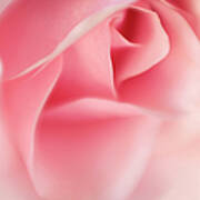 Pink Rose Selective Focus Poster