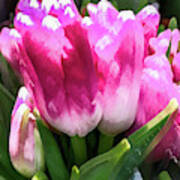 Pink Tulip Pastel Poster