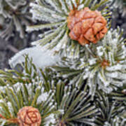 Pinon Pine Cones And Frost Poster