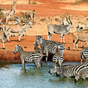 Plains Zebras And Common Elands At The Poster