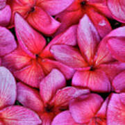 Plumeria Flower Grouping, Maui, Hawaii Poster