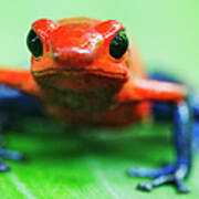 Poison Dart Frog Poster