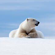 Polar Bear Laying On The Frozon Snow Of Svalbard Poster