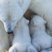 Polar Bear Mom Feeding Twins Cub Poster