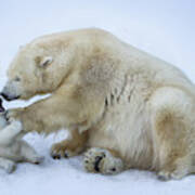 Polar Bear With Mom Poster
