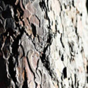 Ponderosa Pine Bark, Close Up Texture With Sunlight Poster