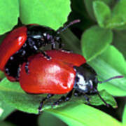 Poplar Leaf Beetles Mating Poster