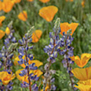Poppies And Mountain Lupine 5585-030519 Poster