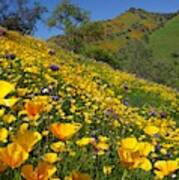 Poppies Sierra Foothills Poster