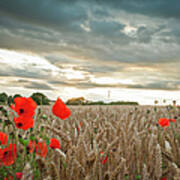 Poppies In Wheat Field With Clouds Poster