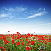 Poppies On A Bright Sunny Day Poster