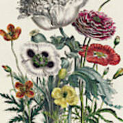 Poppies, Plate Iv From The Ladies' Flower Garden, Published In 1842 Poster