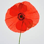 Poppy Against White Background, Close-up Poster