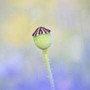 Poppy Seed Head In A Blue Flower Meadow Poster