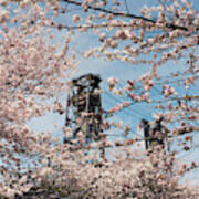 Portland Cherry Blossoms Poster