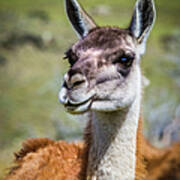 Portrait Of A Guanaco, Patagonia Poster