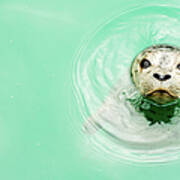 Portrait Of A Seal In Water Poster
